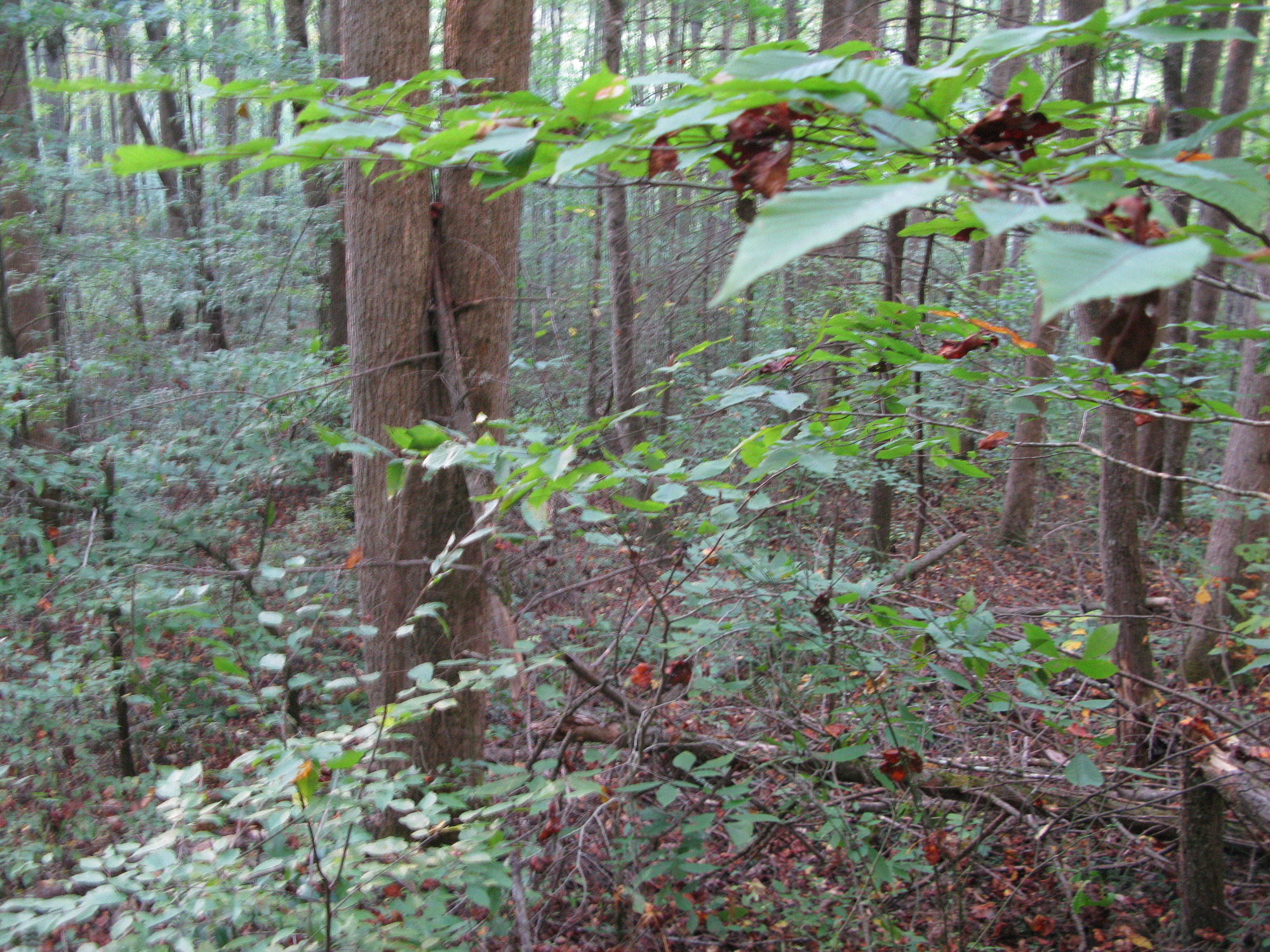 GRSM Accuracy Assessment. Plot Code: GRSM_AA_0289_6