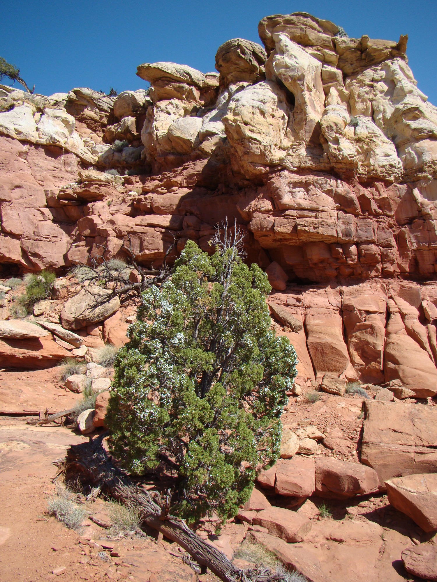 Small, dark green tree covered in pale blue berries, with red and white striped cliffs above it. 