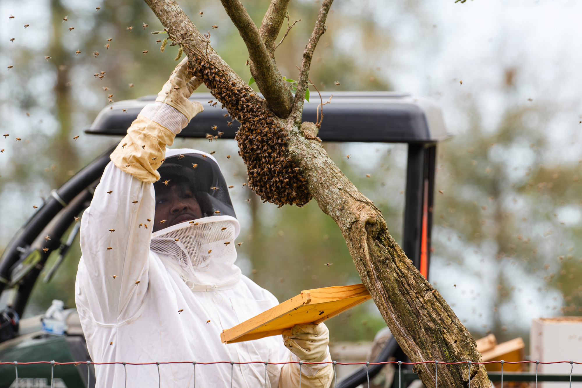 Bee keepers and honey bees. 