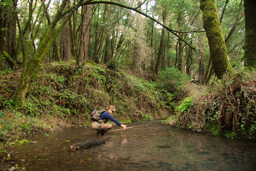 NPS staff measuring a coho salmon redd in the middle of a creek