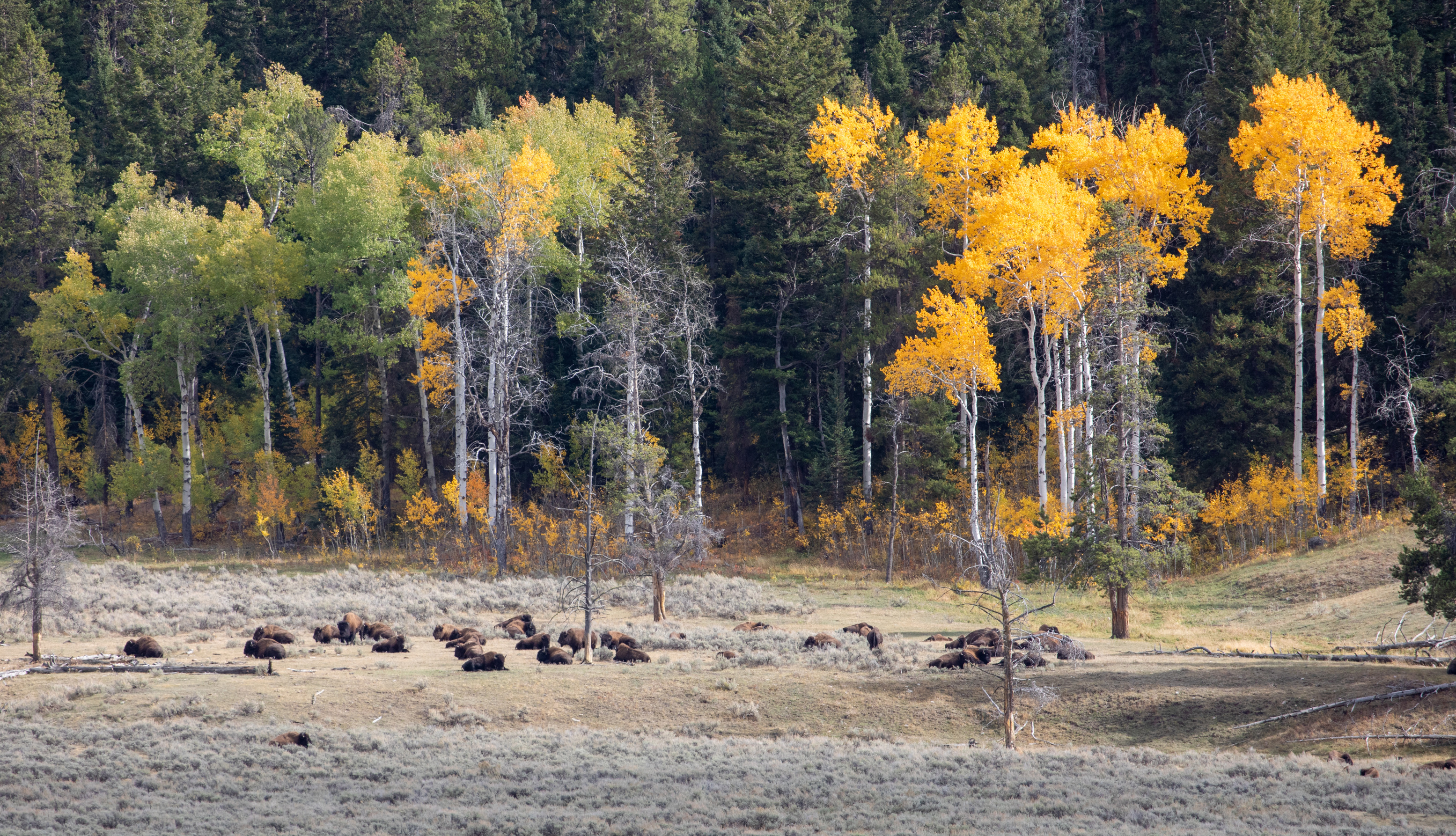 Bison are bedded down in front of colorful aspen trees
