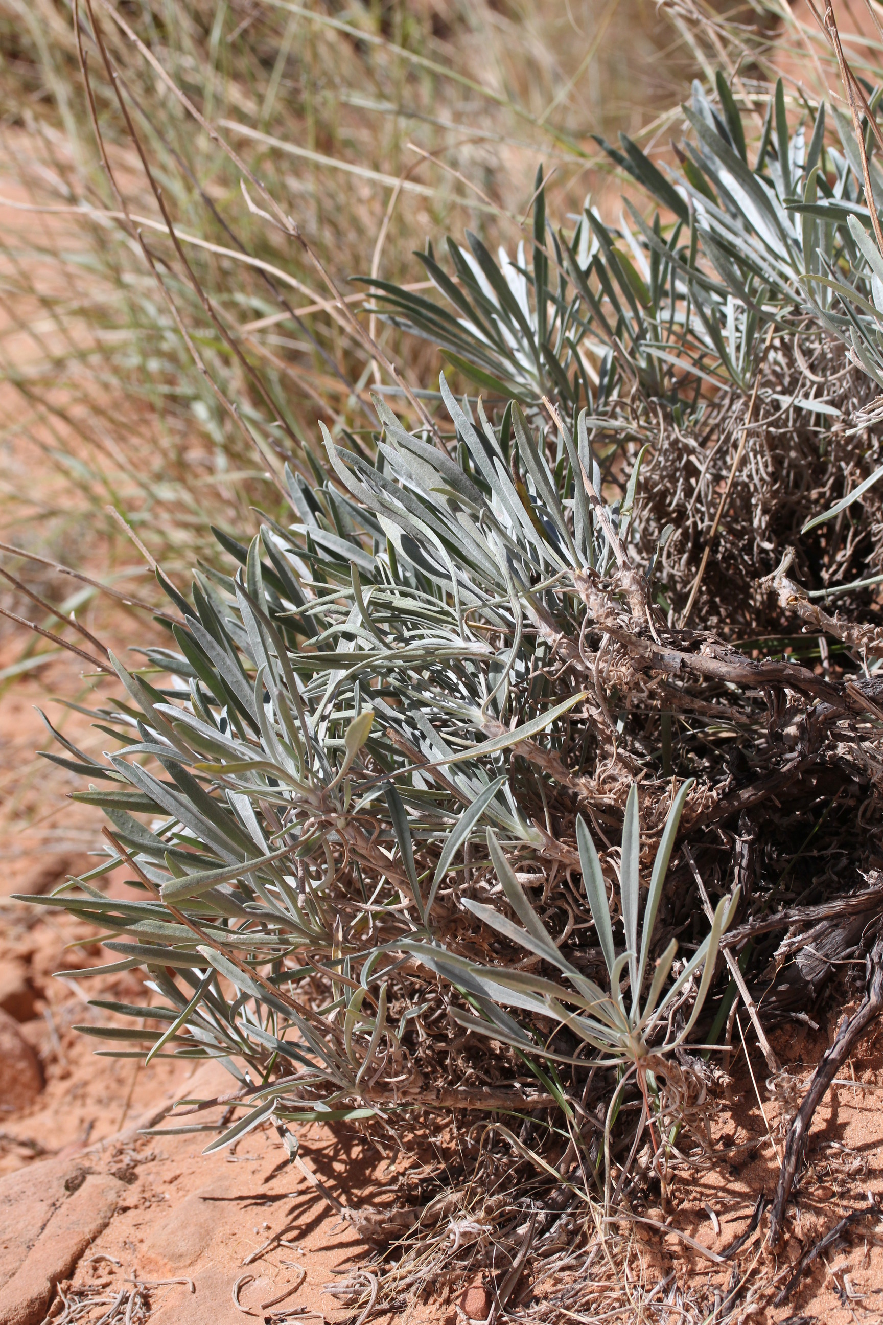 Cryptantha confertiflora, Basin yellow cryptanth