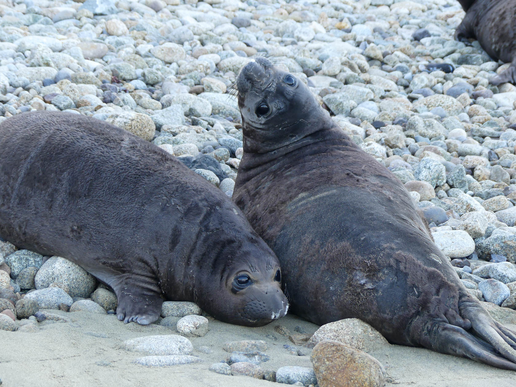 Two plump weanlings with mottled brown-black fur lay on the beach. One looks up over its back at the camera.