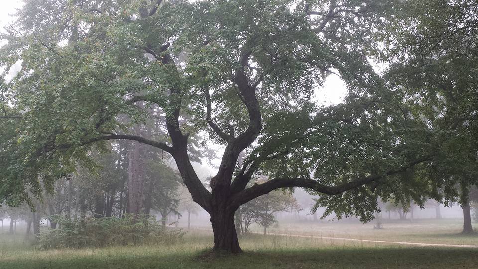 Large tree in the foreground with Green River Road and battlefield covered in fog in the background