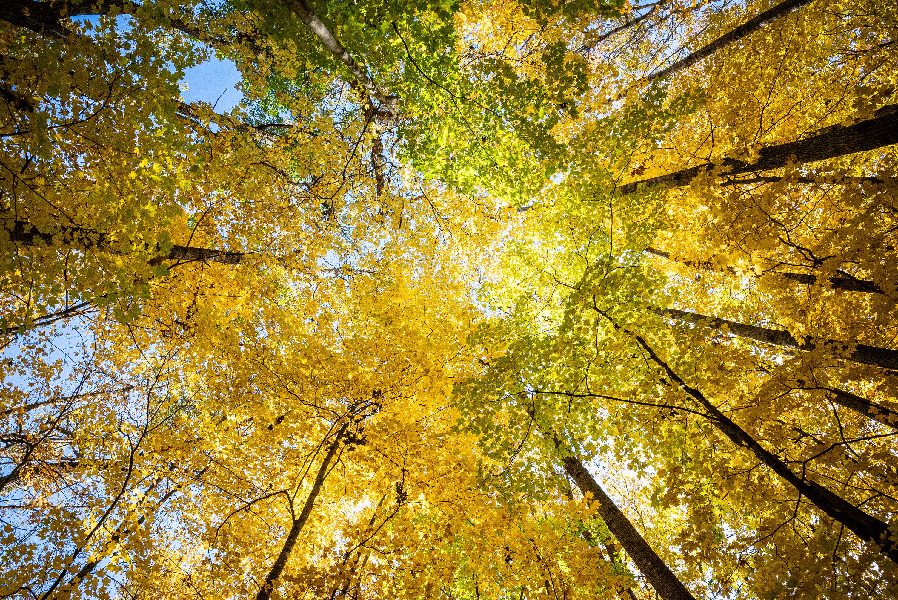 Photograph looking up towards a crown of colorful fall foliage. 