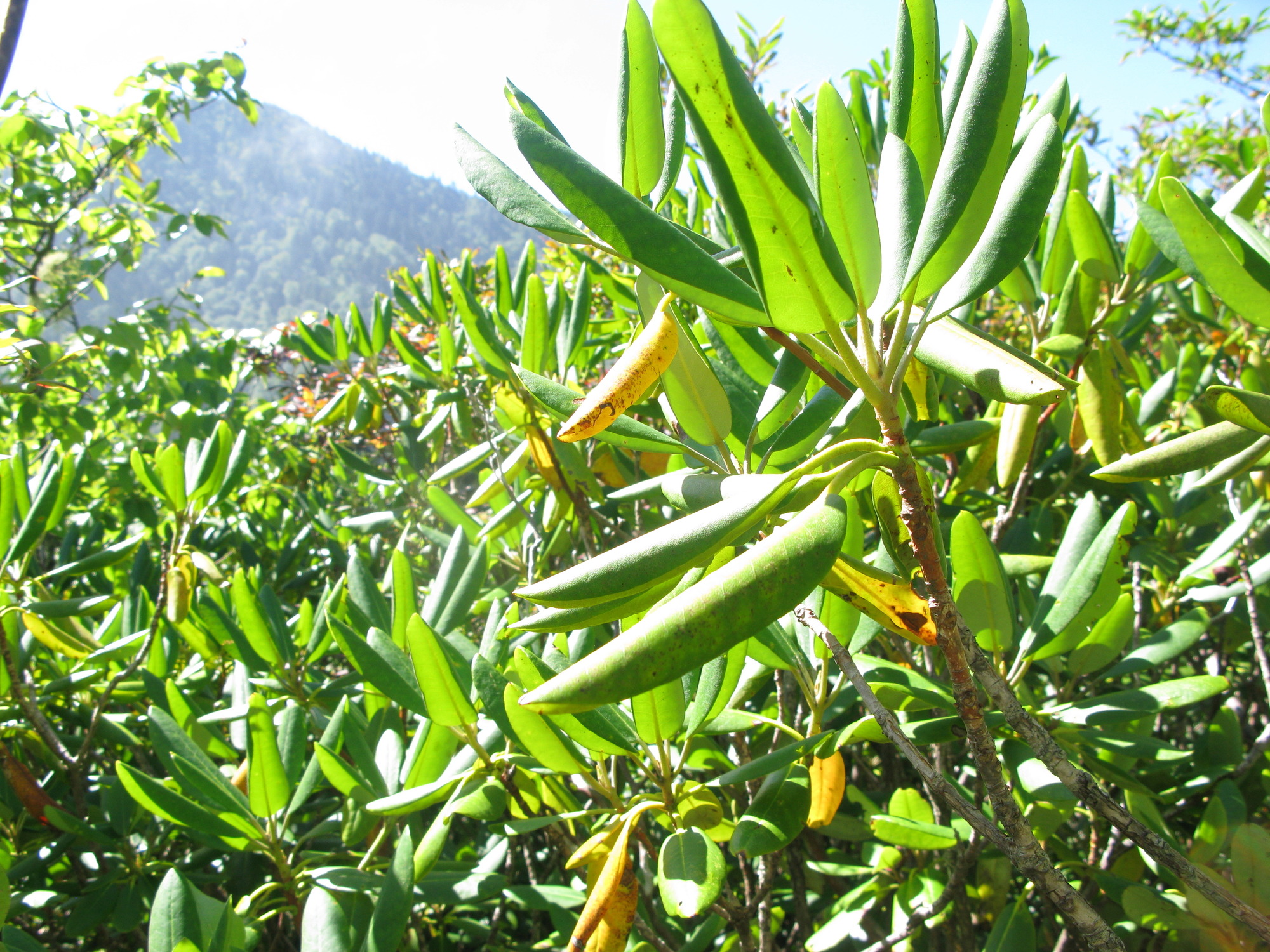 GRSM Accuracy Assessment. Plot Code: GRSM_AA_0595_4