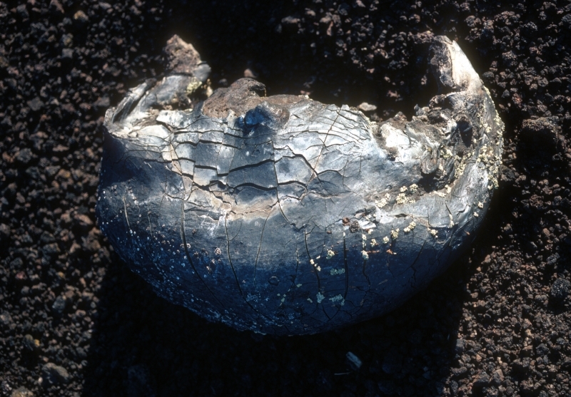 a smooth rounded rock with a slight U shape and a cracked surface like an eggshell