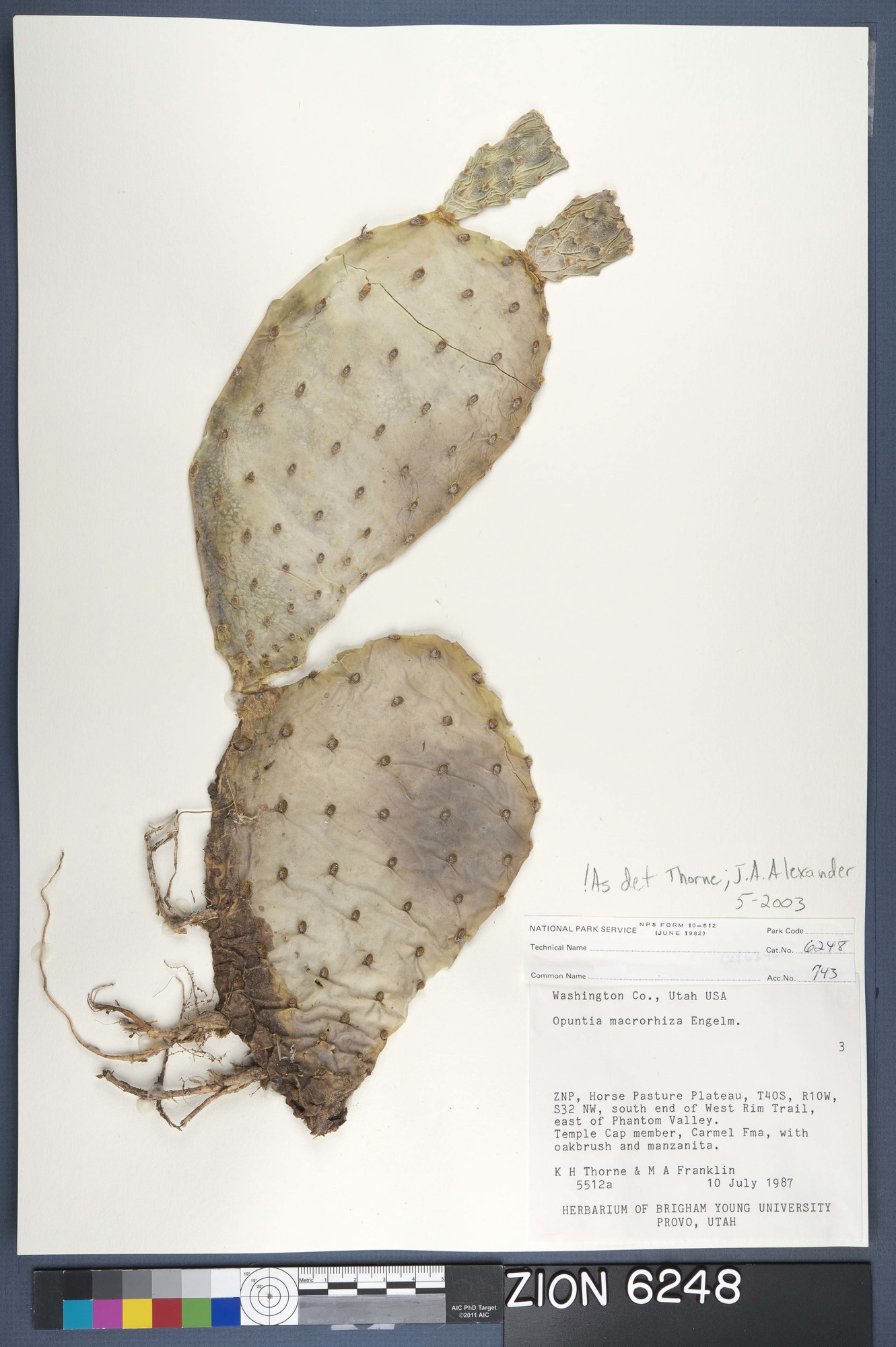 Herbarium Specimen Sheet 6248
