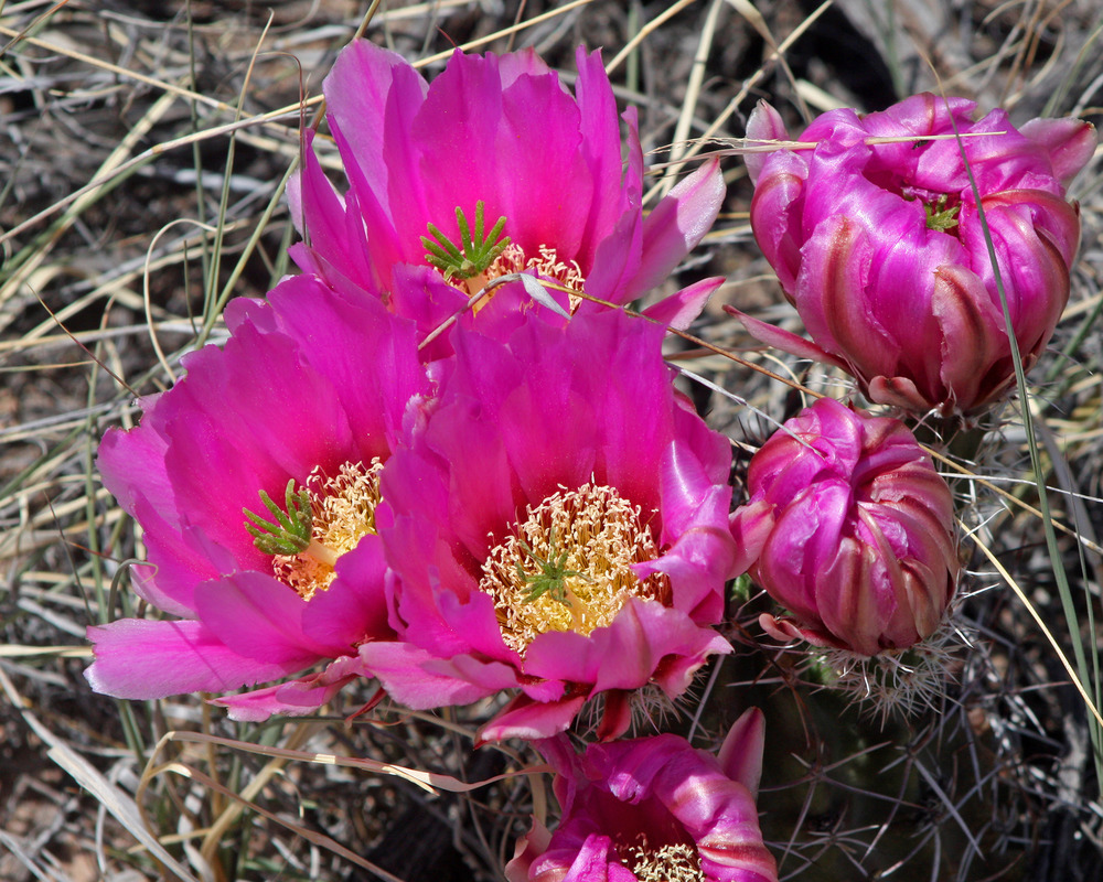 Echinocereus fendleri var fendleri Fendler’s hedgehog cactus