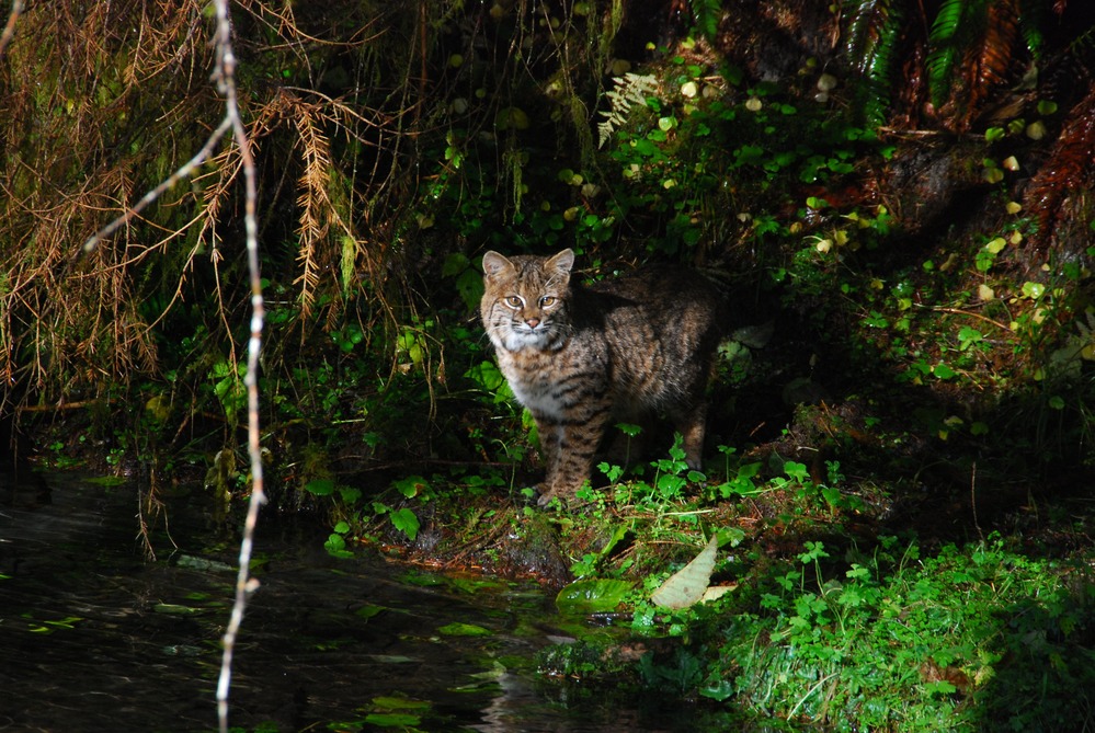 A bobcat stares intently at a stream in a forest.