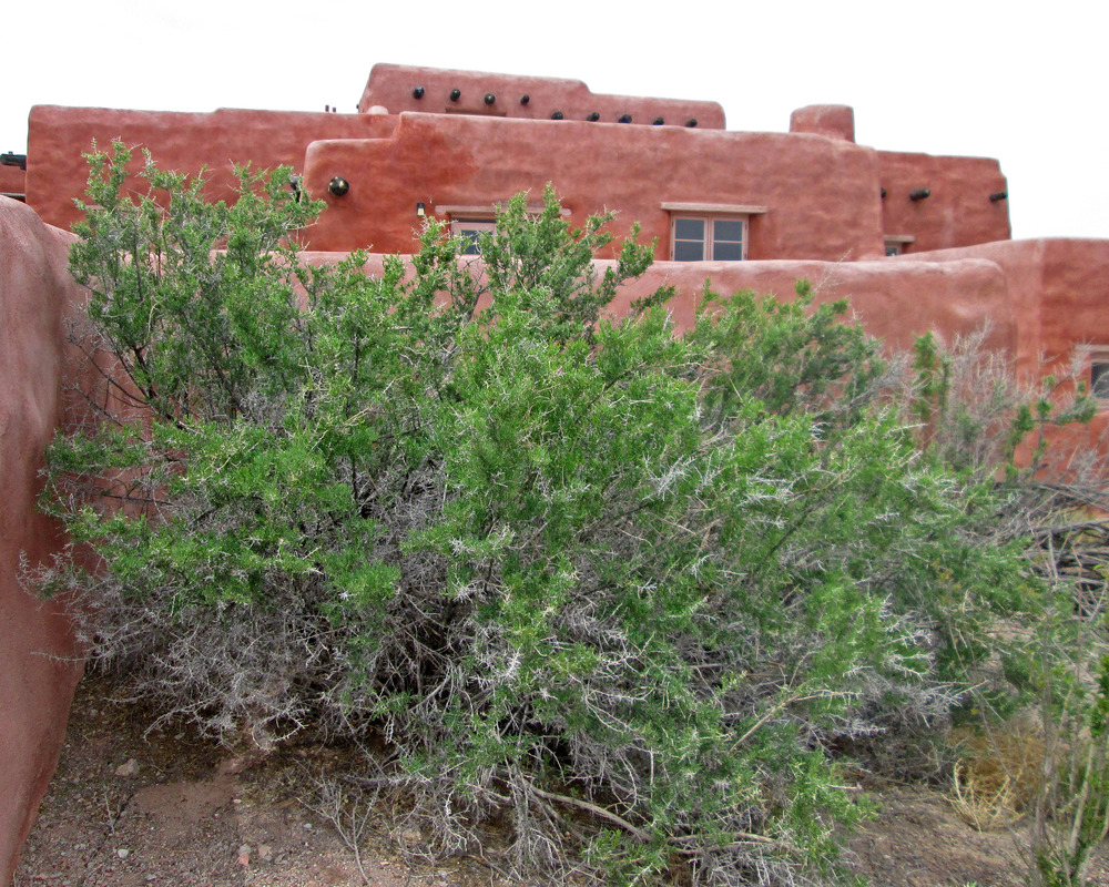 Sarcobatus vermiculatus greasewood