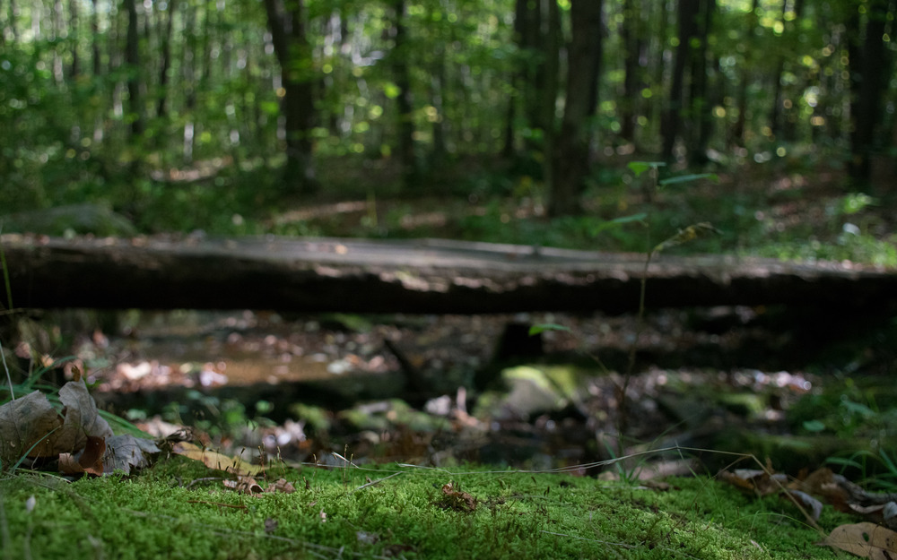 a mossy and green rock rests in front of a plank bridge over a small stream. 