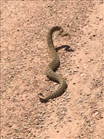 Prairie rattlesnake (Crotalus viridis), Bighorn Canyon National Recreation Area, 2015.. The prairie rattlesnake is the most common snake in Bighorn Canyon NRA, with an estimated one snake per acre (on average). With over 120,000 acres at Bighorn Canyon, that's a lot of rattlesnakes! This venomous pit viper lives on land but can sometimes climb trees or bushes. As with other rattlesnake species, they can rapidly vibrate their tails to produce a unique warning sound. Protect yourself: while walking in the park, watch your step. Always step onto a rock or log before stepping over. Don't place your hand in a place you cannot see. Wear loose clothing. Remember that you are the visitor and the rattlesnake calls Bighorn Canyon home.
