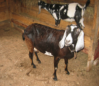 Two goats standing in barn