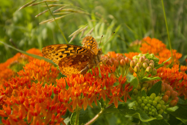 A black patterned orange butterfly feeds on a bright orange cluster of flowers.