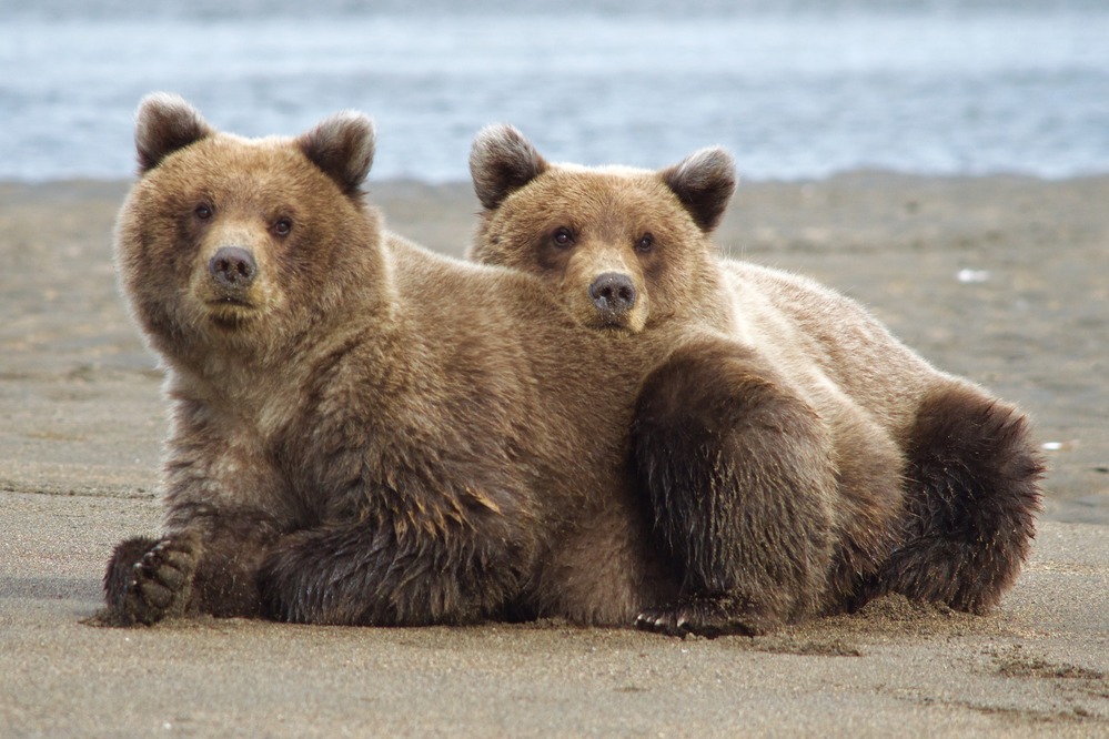 Two yearling cubs resting on the beach leaning against each other