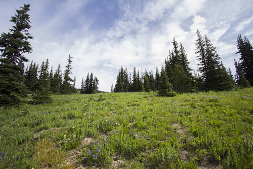 A meadow slope dotted with wildflowers and fir trees. 
