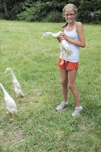 Herding ducks at The Spicy Lamb Farm in Cuyahoga Valley National Park