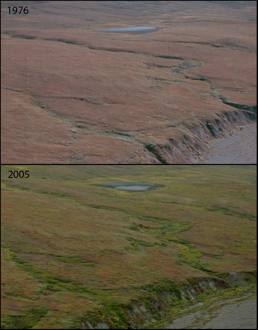 A photo pair showing Changing Shrublines at Eielson Visitor Center: 1976-2005