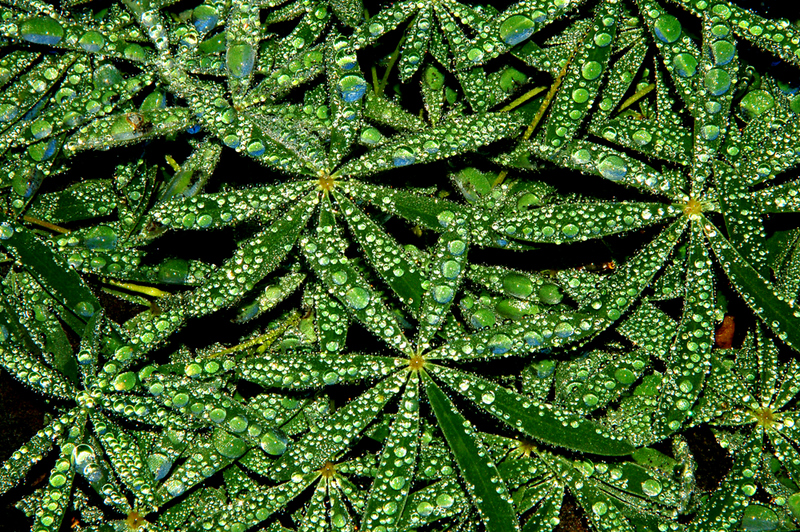 Shimmering raindrops collect in the hollows of long, narrow leaves of a lupine plant.