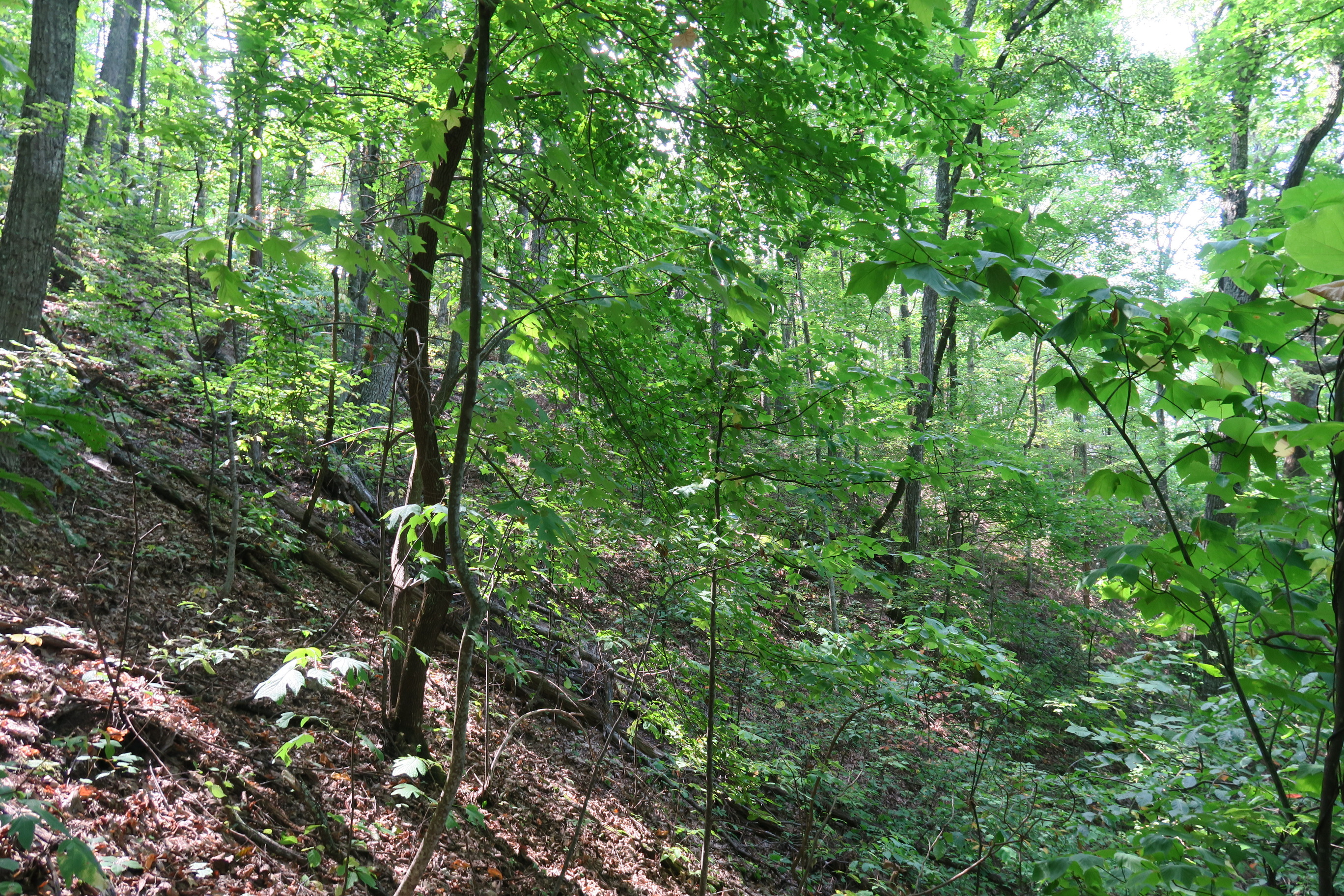 GRSM Accuracy Assessment. Plot Code: GRSM_AA_0940_4