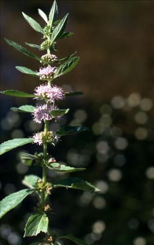 Badlands Flowers: Red, Pink, Blue