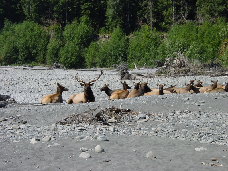 A herd of elk, one with large antlers, sit on a stretch of gravel.