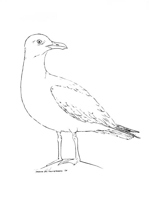 a Herring gull (Larus arrentatus)
