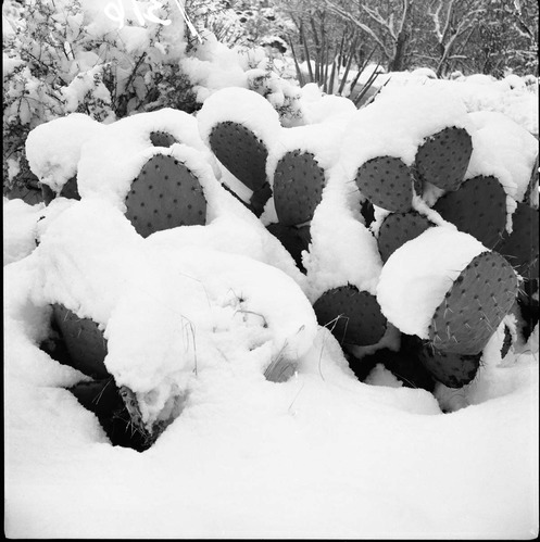 Prickly pear cactus in snow Storm began 7 p.m. on January 18, 1955 leaving 27-inches of snow at East Entrance and 14-inches of snow at South Entrance. [Nearly identical to catalog number ZION 9997]