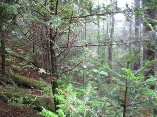 GRSM Accuracy Assessment. Plot Code: GRSM_AA_0962_3