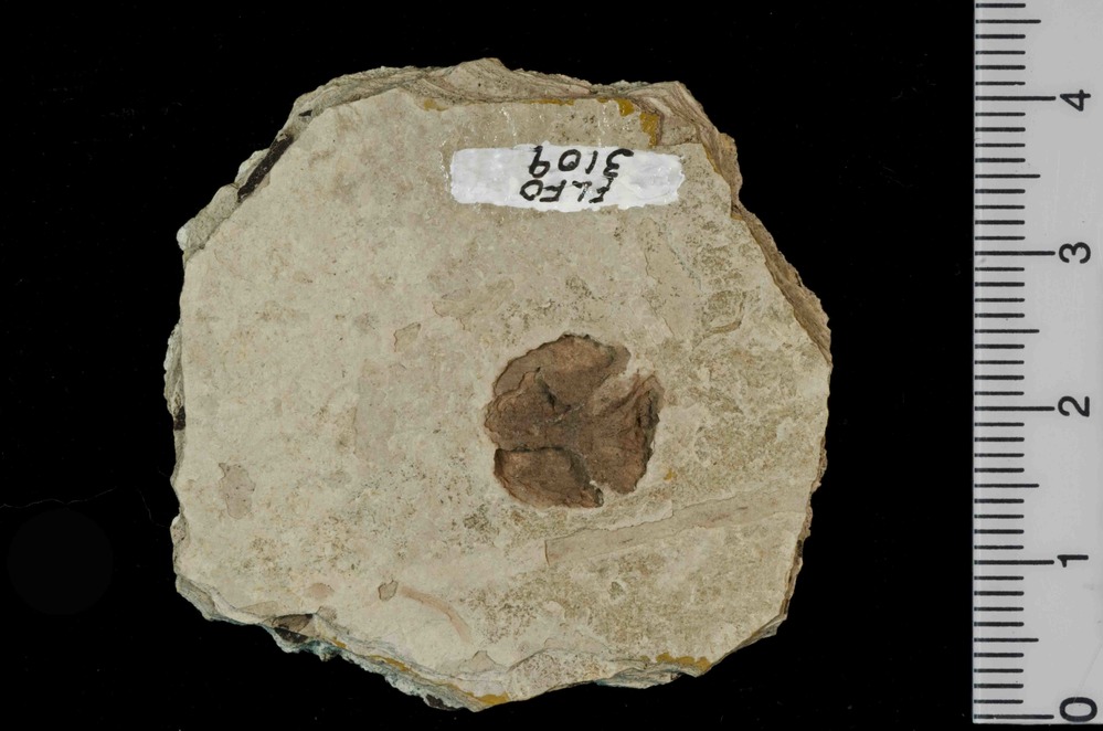 Genus: Chamaecyparis