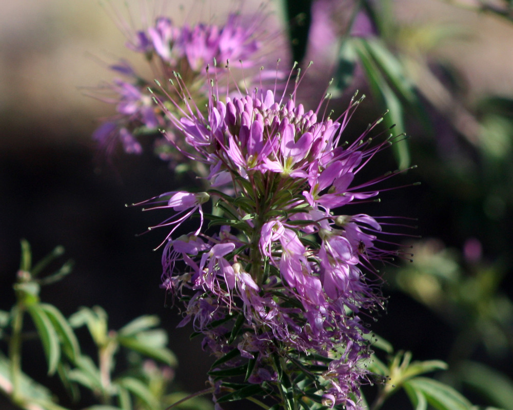 Cleome serrulata Rocky Mountain beeplant