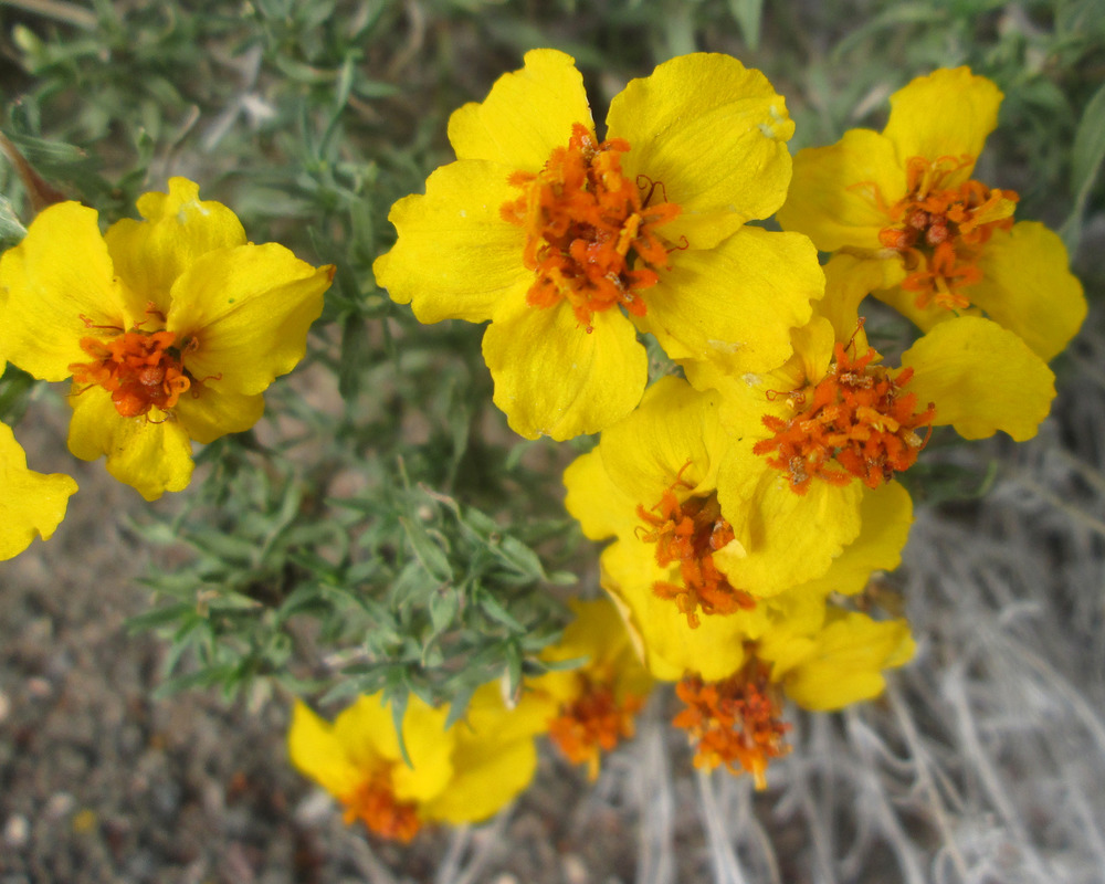 Zinnia grandiflora Rocky Mountain zinnia