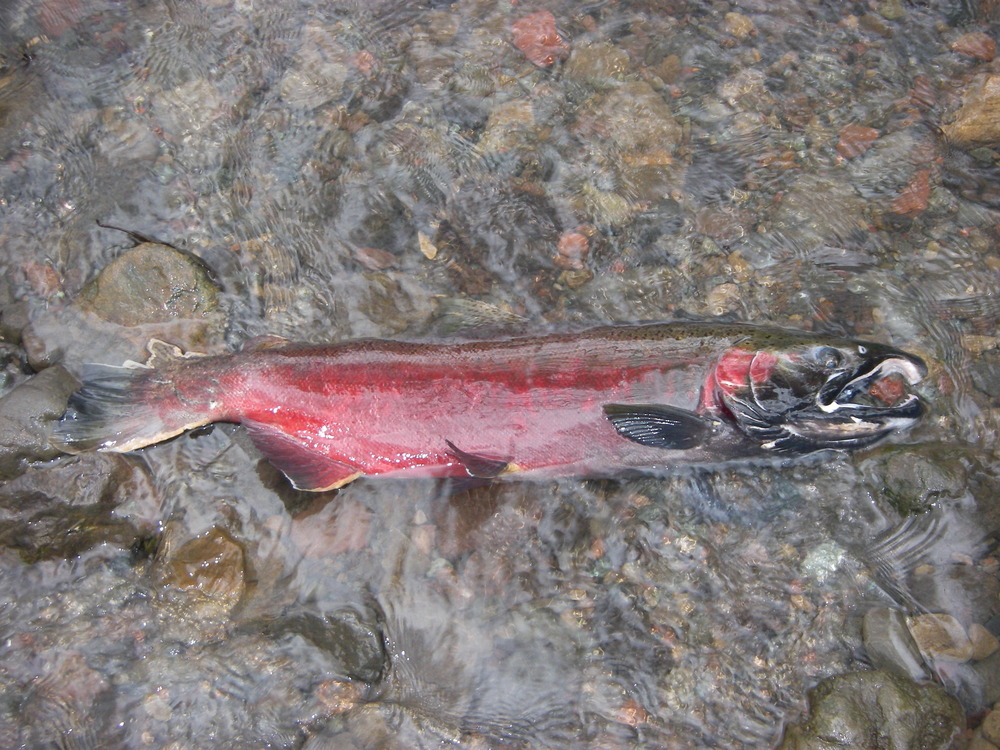 Carcass of an adult male coho salmon