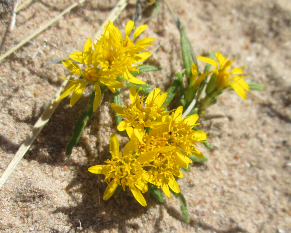Pectis angustifolia lemon scent