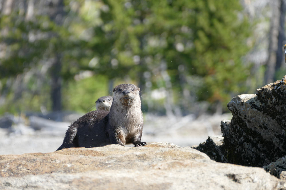 Otters