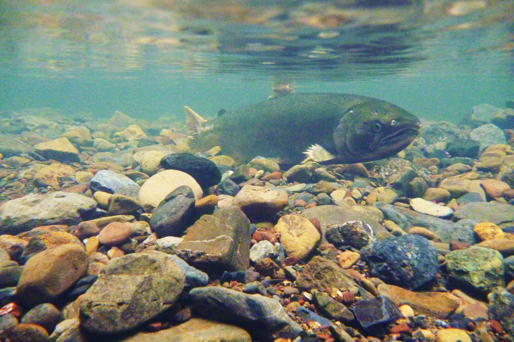 Underwater photo of a female coho spawner