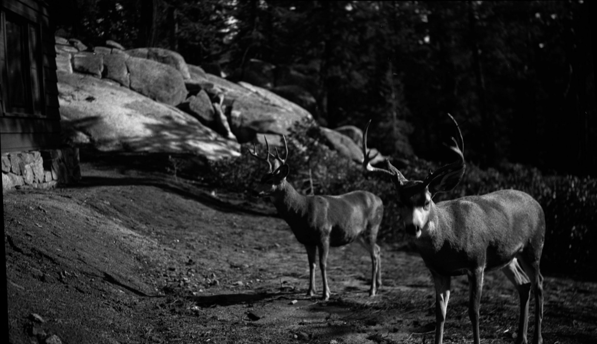 SEKI Roberts Collection Series: 2 Negatives; 3 Fauna