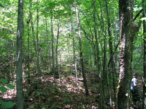 GRSM Accuracy Assessment. Plot Code: GRSM_AA_0336_2