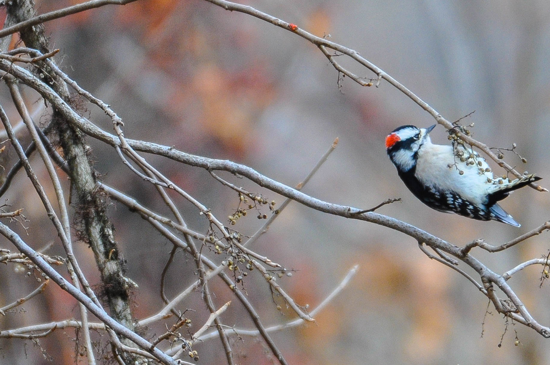 A small bird with a white chest and stomach, dark wings and a red spot on the top of its head.