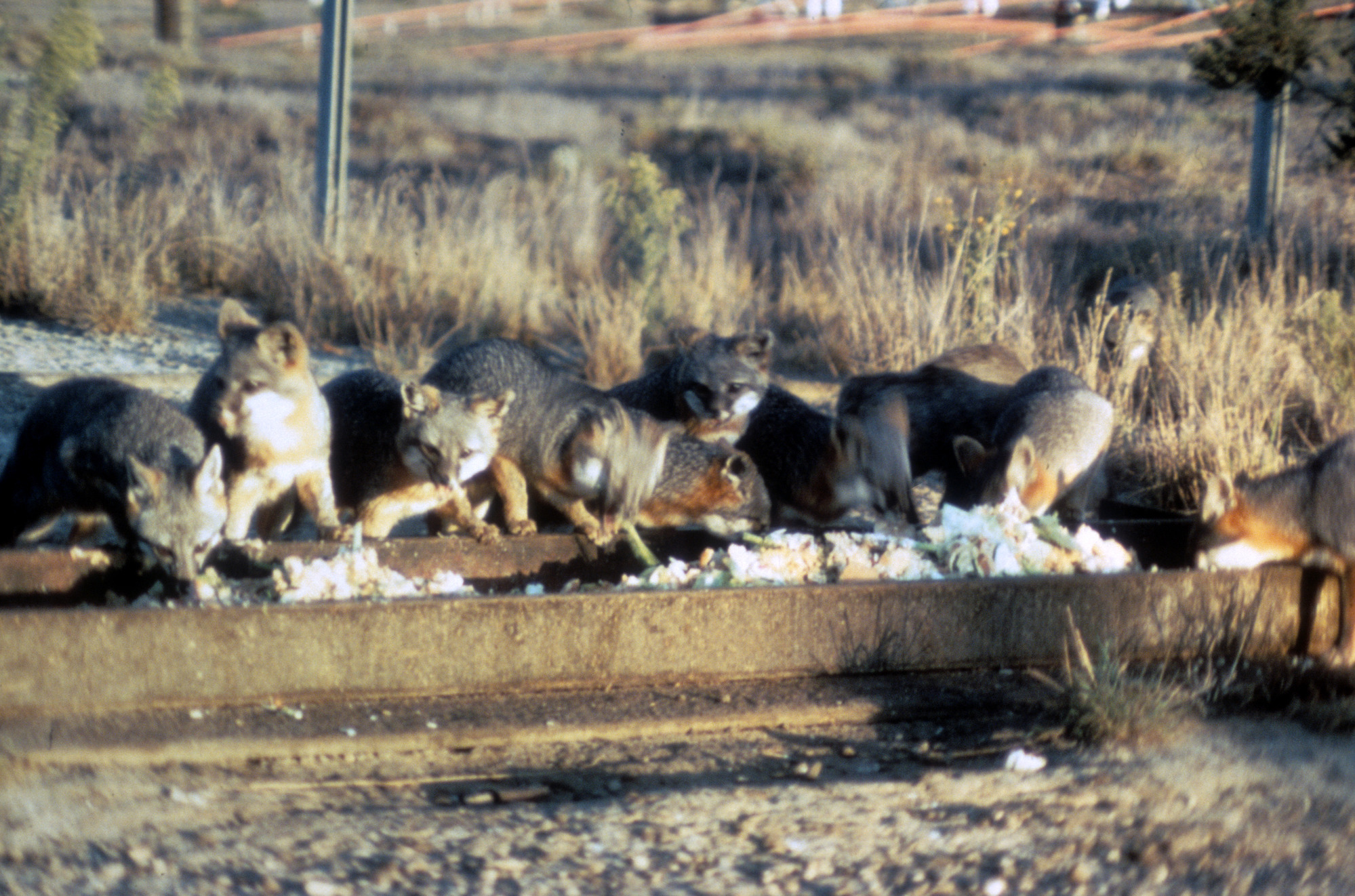 Island Foxes Feeding at Trough