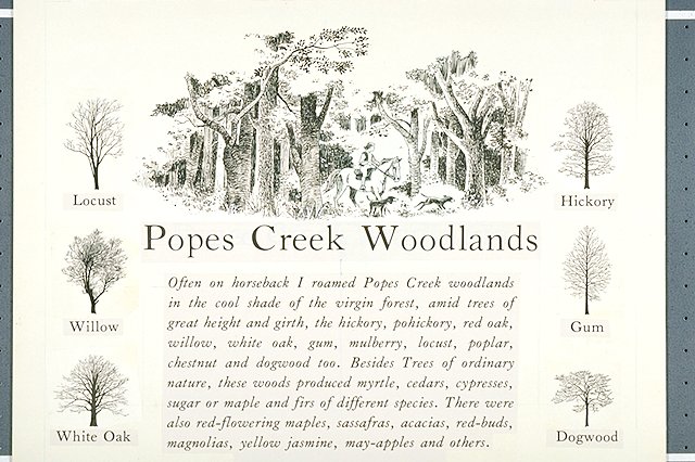 A young George Washington astride a horse with dogs on a trail surrounded by trees of many species. Spot illustrations of several tree species include Locust, Willow, White oak, Hickory, Gum and Dogwood.