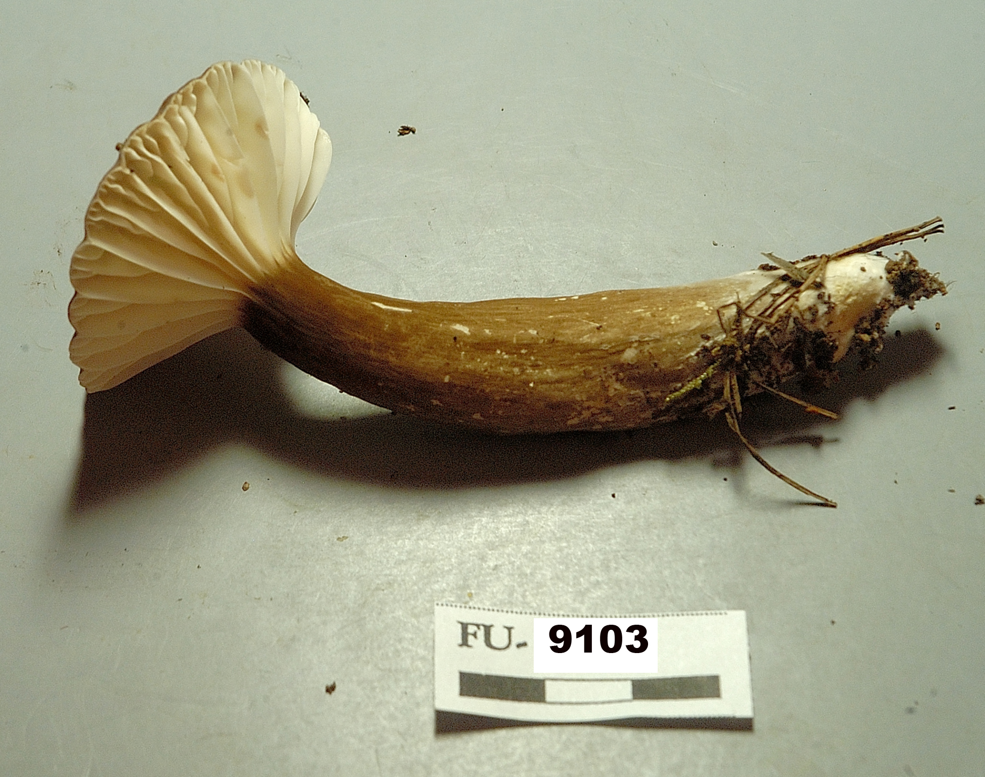 Image of Lactarius gerardii, a species of fungi.