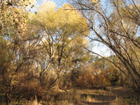 trail through cottonwoods in autumn light