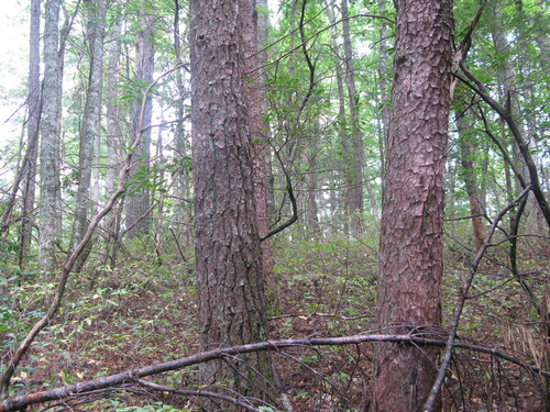 GRSM Accuracy Assessment. Plot Code: GRSM_AA_0411_2