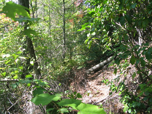 GRSM Accuracy Assessment. Plot Code: GRSM_AA_0269_5