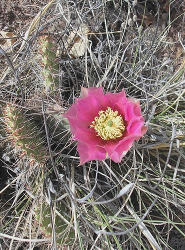 Canyon de Chelly National Monument -- Vegetation