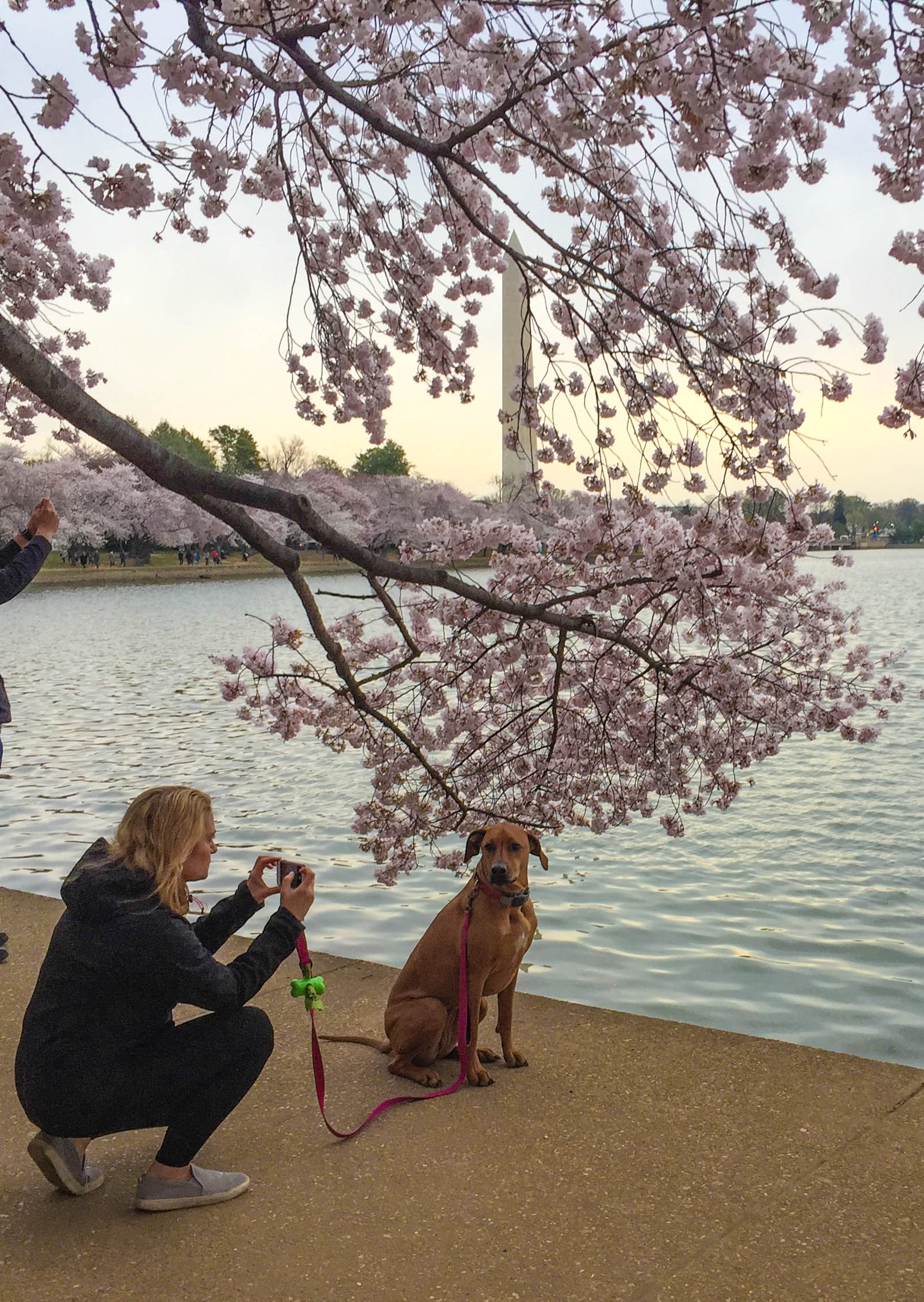 Woman taking a picture of her dog by cherry blossoms next to the Tidal Basin