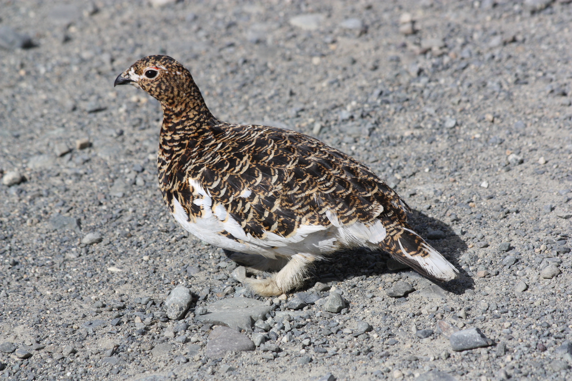 A ptarmigan