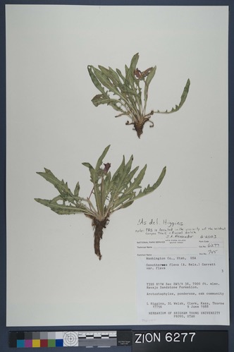 Herbarium Specimen Sheet 6277